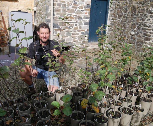 National Trust Cymru secures future of rare Llanerchaeron apple tree