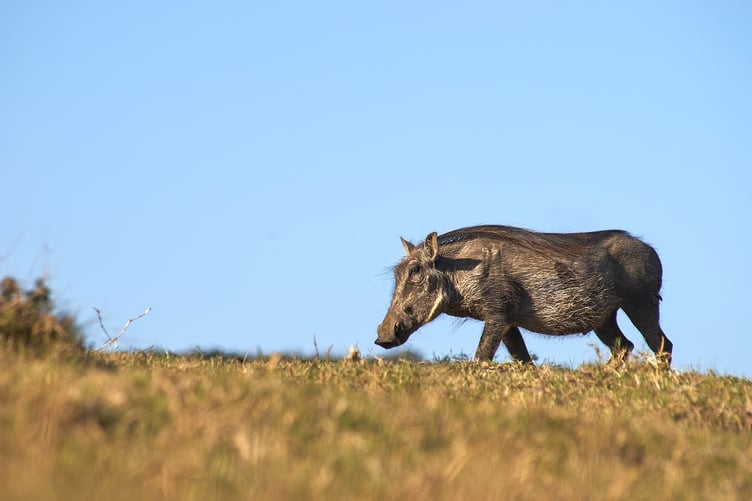 A black tailless sow chases your children home at night