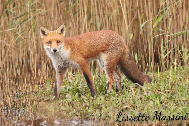 Fox