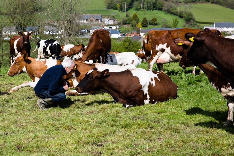 Hafod cheddar is made from their Ayrshire cows for the rich buttery texture of their unpasteurised milk