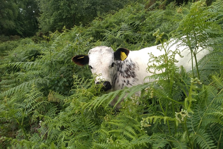 Dyfi Aethnen, one of the Ancient Cattle of Wales, at home in RSPB Ynys-hir Nature Reserve