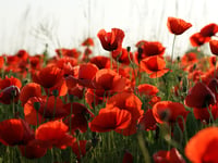 Llanbedr roads will close for Remembrance services