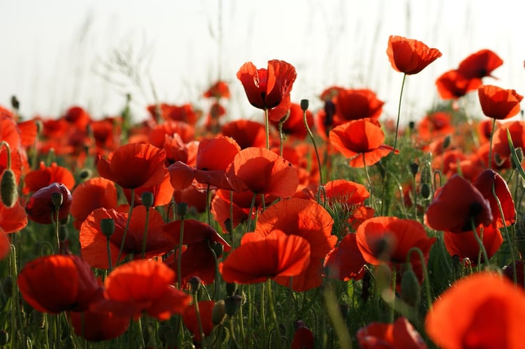 poppies-4839317_1280