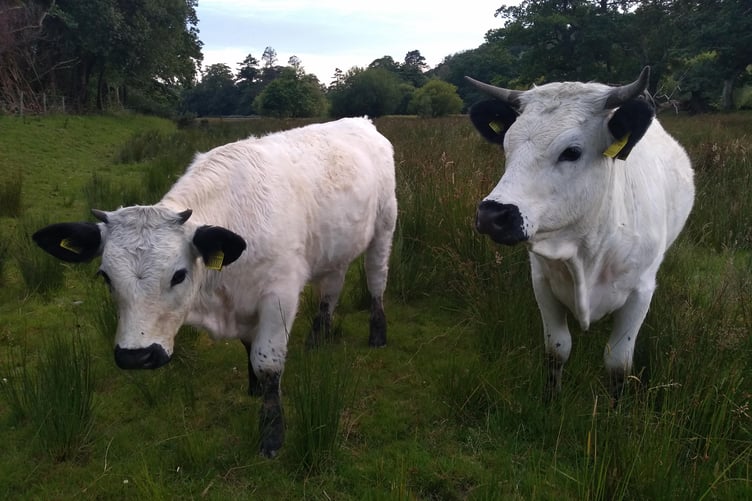 Pori Bach cows Aled and Snowdrop at Ynys-hir