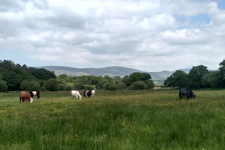 Pori Bach cows crazing on the Ynys-Hir wet grassland