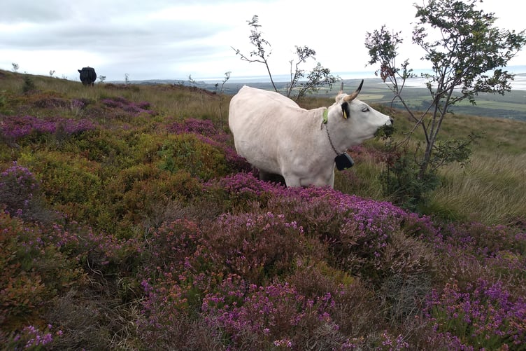 Foel Fawr at Ynys-hir Nature Reserve