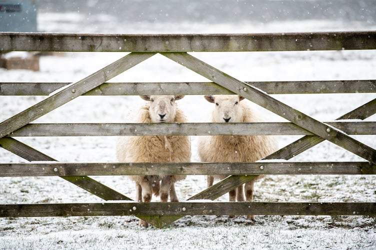Snow sheep