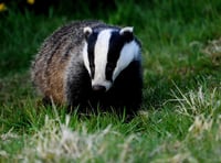 Two men escape jail for 'cruel' killing of badger