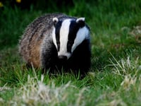 Two men escape jail for 'cruel' killing of badger
