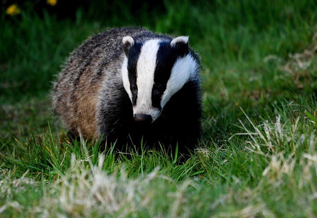 Tregaron man admits damaging badger sett