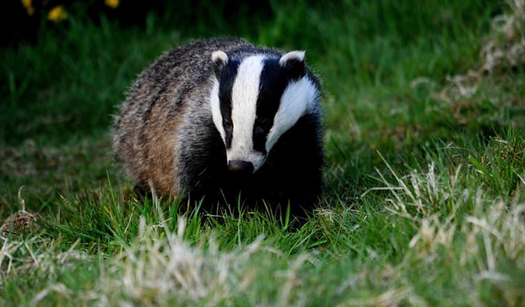 Badgers like this one are being slaughtered under culling licences issued by the Government to reduce the spread of TB in cattle. PHOTO: Badger Trust.