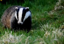 Two Ceredigion men escape jail for 'cruel' killing of badger
