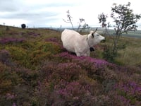 Beef from ancient cattle grazed on Ynyshir goes on sale in Aber