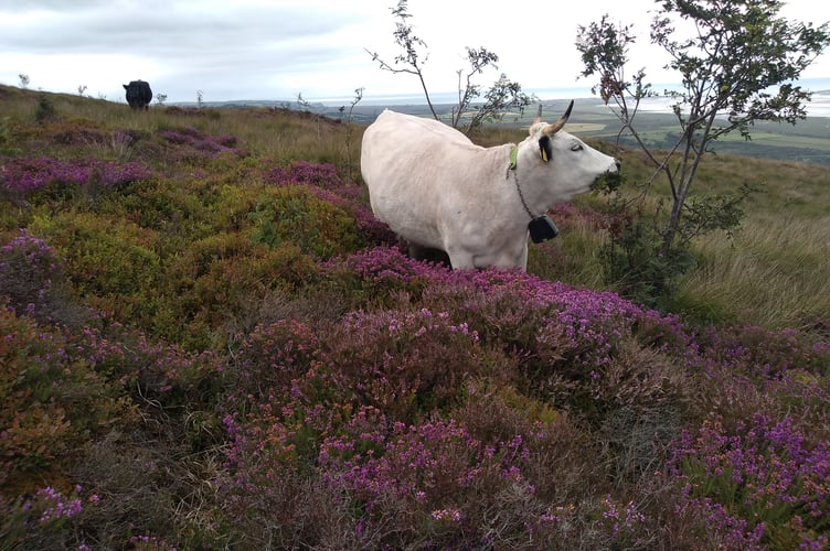 Foel Fawr, one of the Ancient Cattle of Wales, grazing on RSPB Ynys Hir Nature Reserve