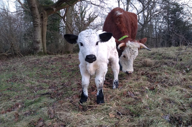 Baby Aled grazing with his Pori Bach herd