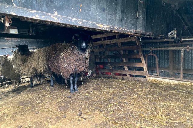 Suspended jail terms for sheep neglect