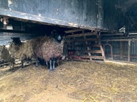 Fine for keeping sheep after cruelty ban