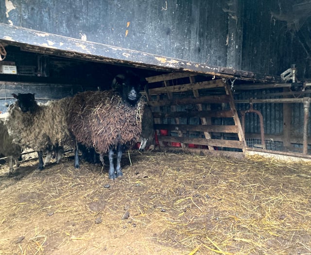 Suspended jail terms for sheep neglect