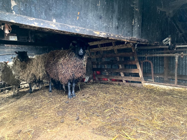 One of the sheep sheds at Alltmai Farm