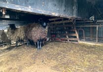 Llanfarian woman fined for keeping sheep after being banned for animal cruelty