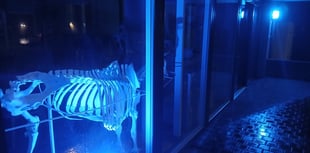 Aberystwyth vet school lit up blue for awareness week