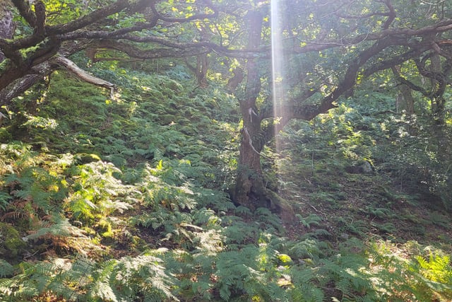 The joy of our Welsh rain forests