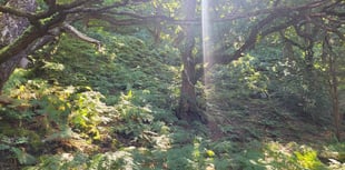 Pace of setting biodiversity targets criticised