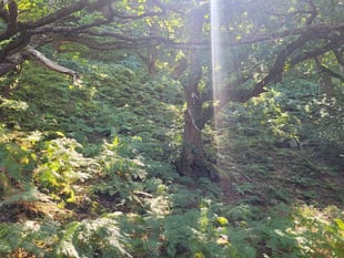 The joy of our Welsh rain forests