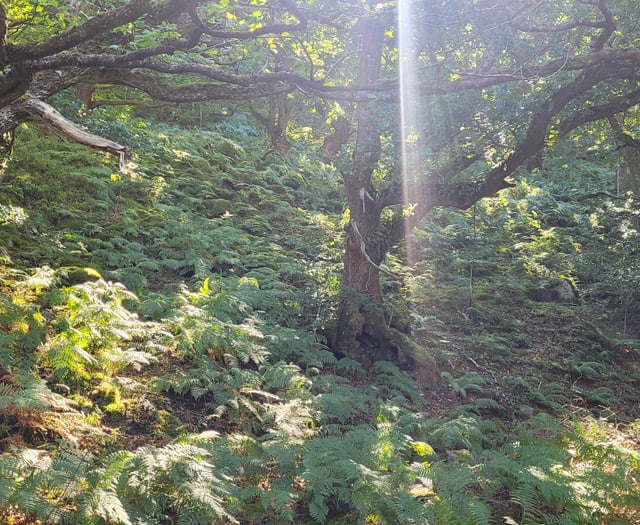 Pace of setting biodiversity targets criticised