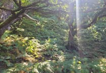 Pace of setting biodiversity targets in Wales criticised