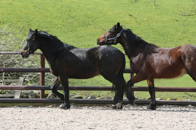 The ponies Mac (brown) and Mai (black)