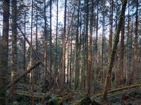 NRW image of the area to be felled