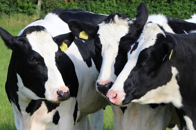 Farm worker attacked woman in row over power washer