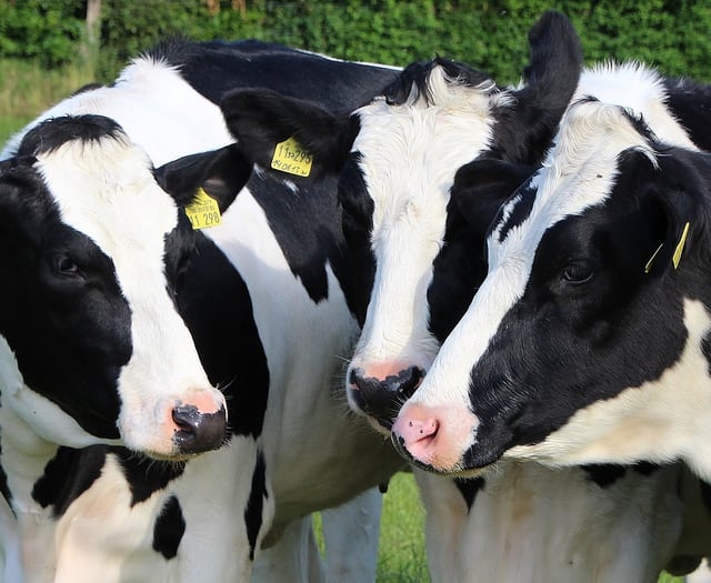 NFU Cymru reacts to US-UK trade agreement