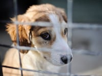 Number of pets abandoned in west Wales rose by more than a quarter