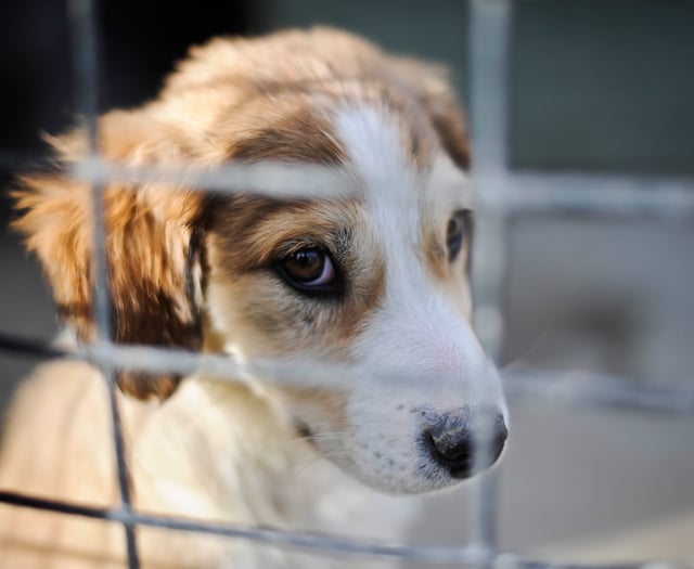 Number of pets abandoned in west Wales rose by more than a quarter