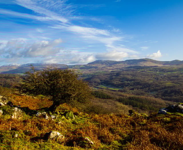 Eryri tree and woodland plan underway