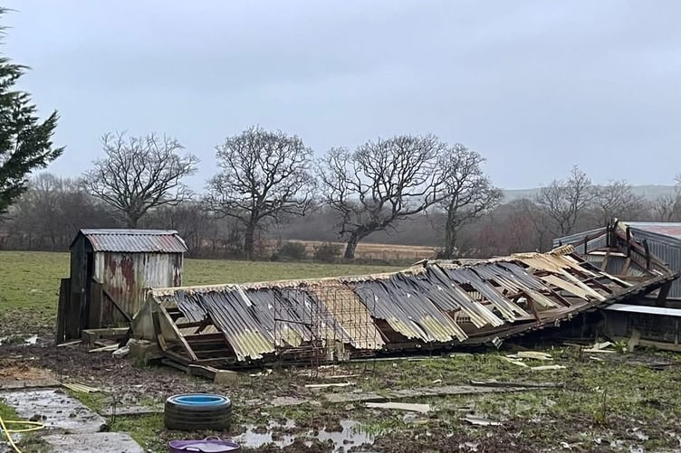 The outside shelter for rescue sheep, pigs and Dennis the cow was destroyed by Storm Darragh
