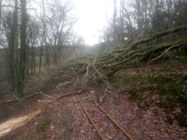 The Vale of Rheidol shared a series of pictures like this one, showing trees across the line