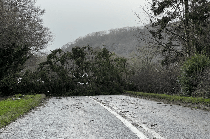 Dozens of trees fell across Powys roads during Storm Darragh
