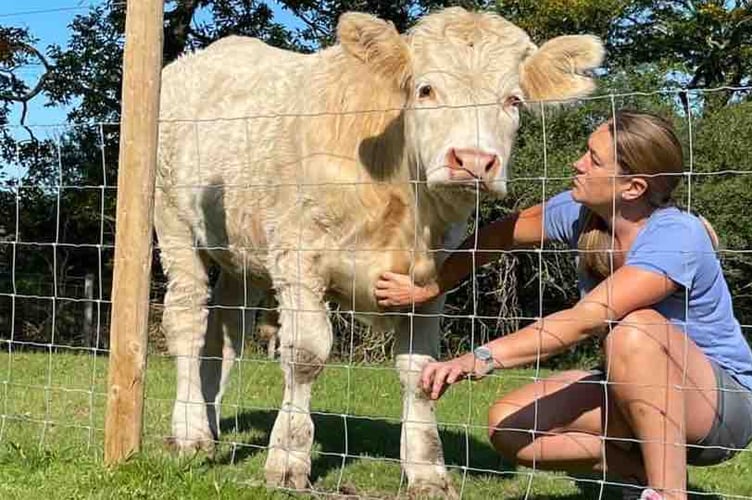 Emma with her rescue cow Dennis, who is currently without a home thanks to Storm Darragh