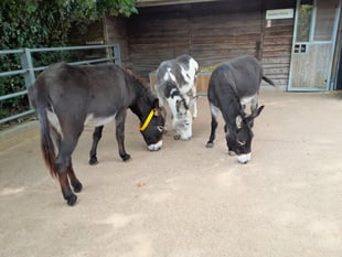 Rescued donkeys in 'better health' and moved into new home
