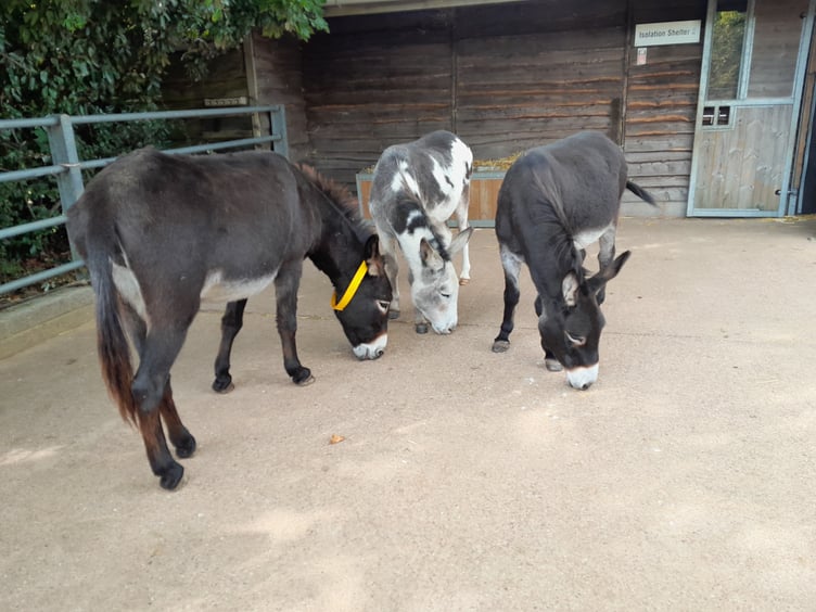Three of the rescued donkeys in their new home