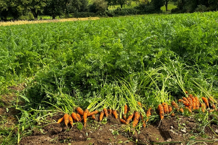 The first carrots grown at Holden farm in 18 years