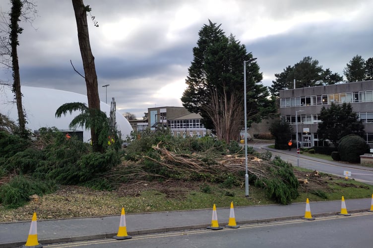 This whole copse of trees were felled following damage sustained by Storm Darragh