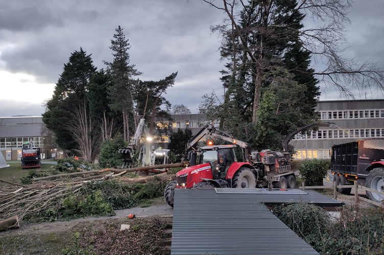 The trees being felled on Penglais campus on 9 December