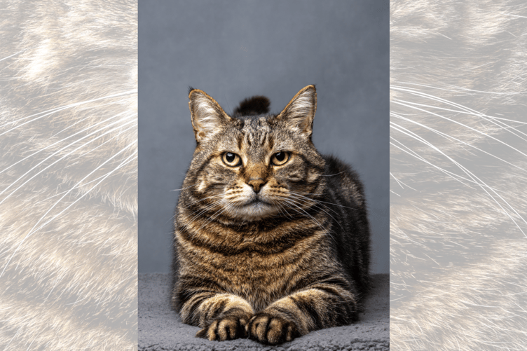 'Not Impressed' the winning photo for the Pet Portraits category