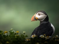 Aber teen wins young photography competition with striking puffin pic