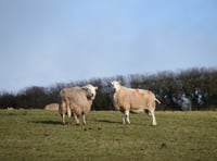 Falling livestock numbers and a ‘depressed’ processing industry