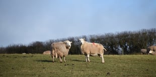 Falling livestock numbers and a ‘depressed’ processing industry